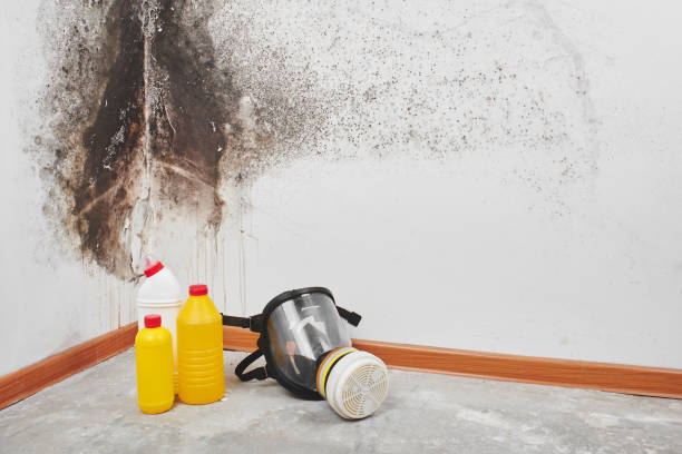 Best Attic Mold Removal  in Glencoe, IL