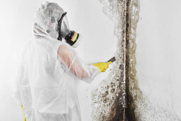 Best Mold Testing  in Glencoe, IL