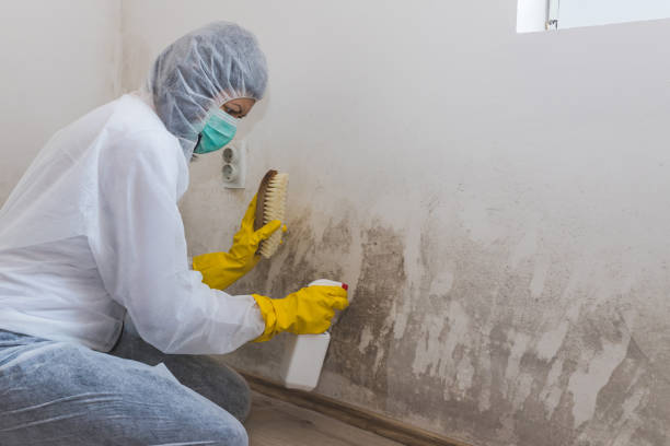 Best Mold Remediation  in Glencoe, IL