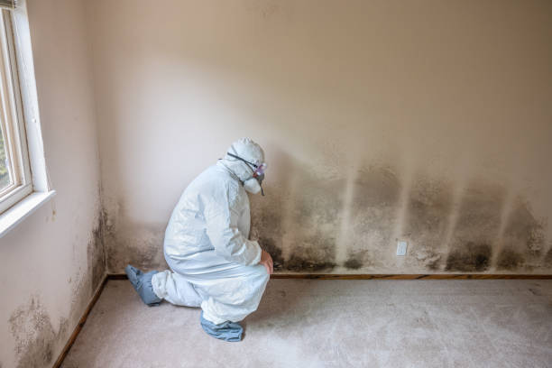 Best Mold Remediation Experts  in Glencoe, IL
