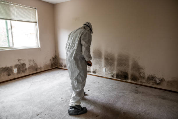 Best Emergency Mold Removal  in Glencoe, IL
