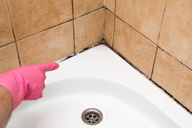 Best Commercial Mold Removal  in Glencoe, IL